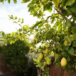 Il Limone House - With Private Courtyard * Sanremo
